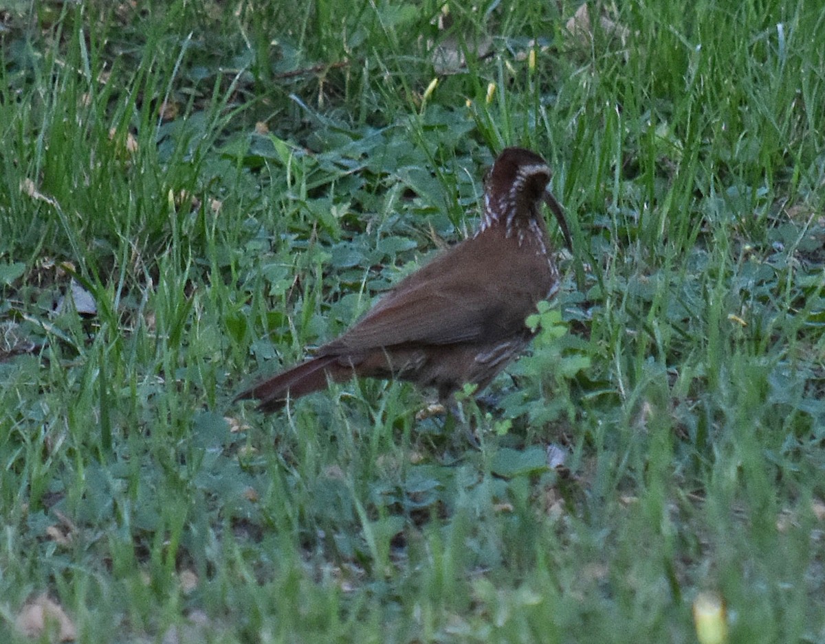 Scimitar-billed Woodcreeper - ML282721211