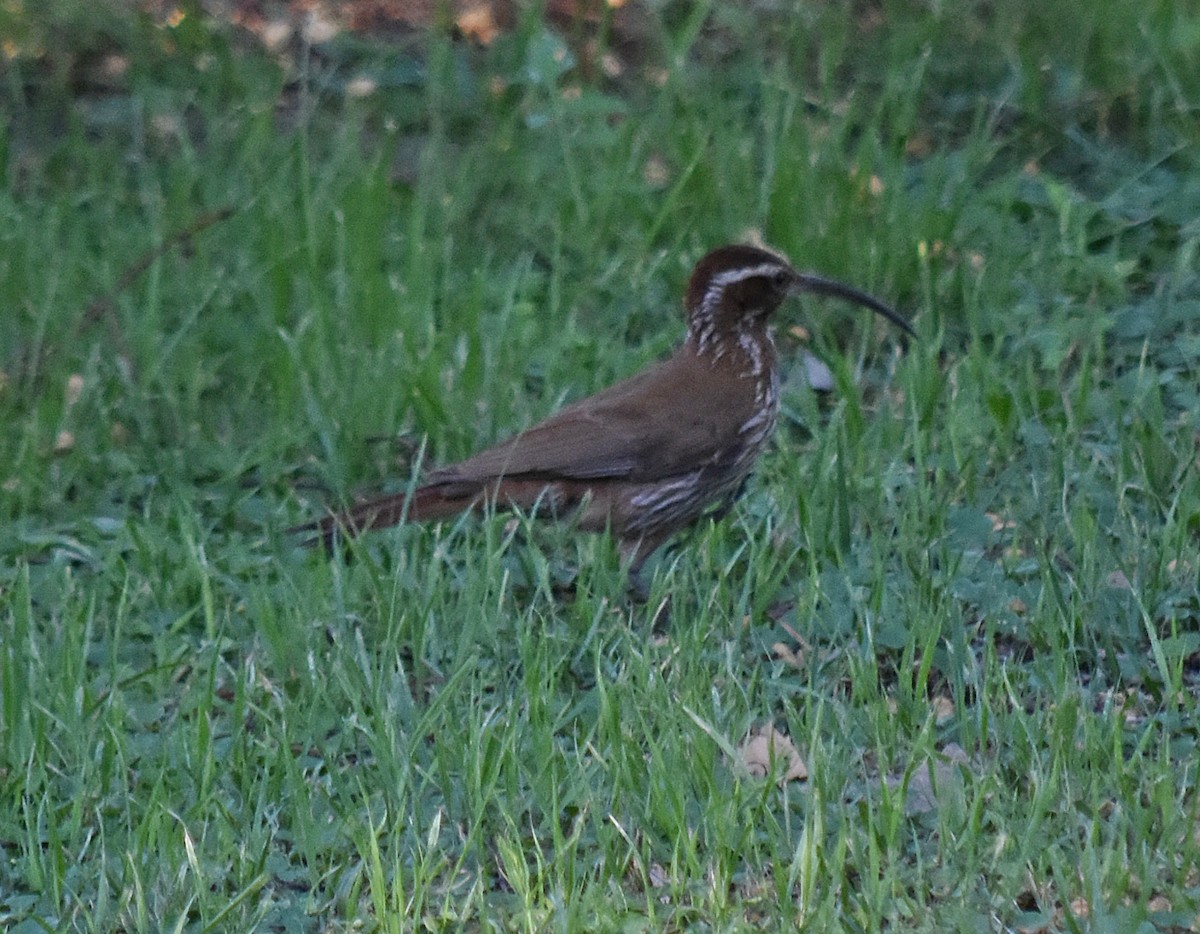 Scimitar-billed Woodcreeper - ML282721231