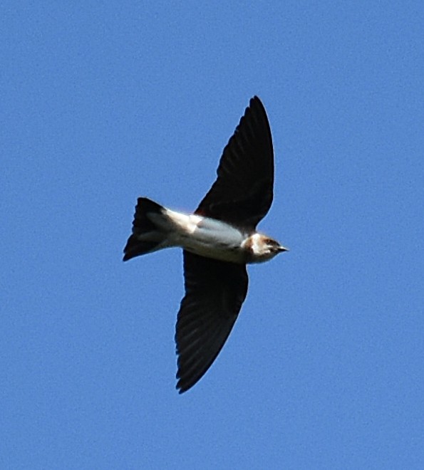 Brown-chested Martin - ML282721521