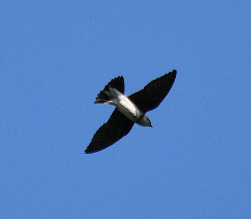 Brown-chested Martin - ML282721541