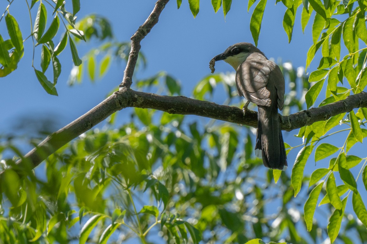 Dark-billed Cuckoo - Luciano Massa