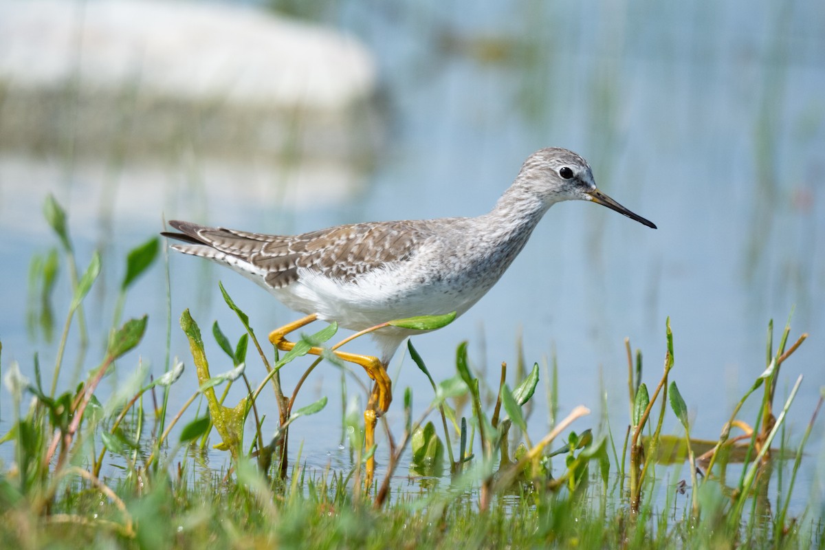 Lesser Yellowlegs - ML282722461