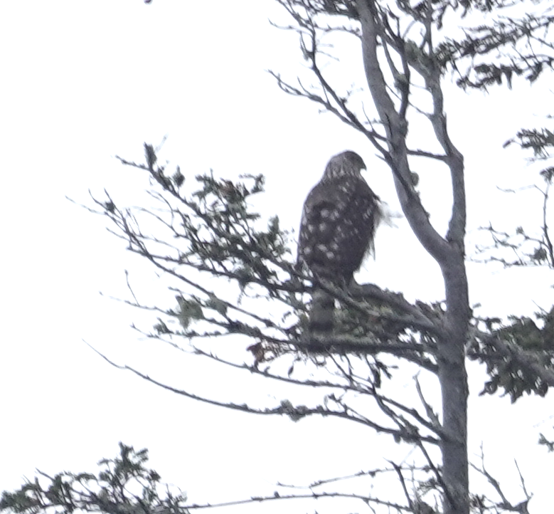 Cooper's Hawk - ML282723481