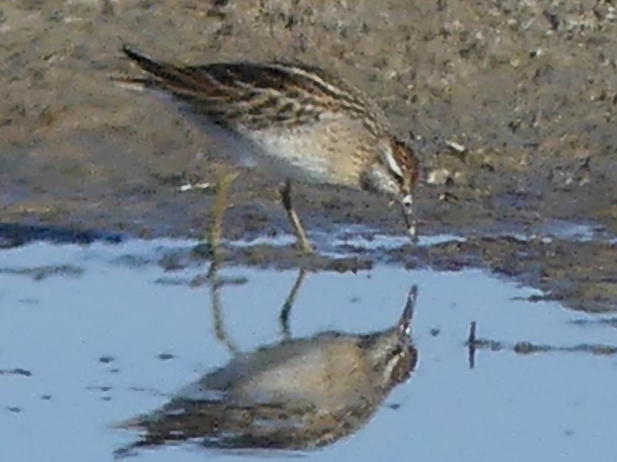 Sharp-tailed Sandpiper - ML282724391