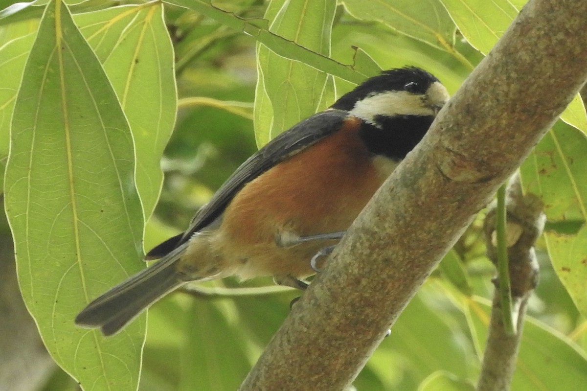 Varied Tit - ML282725831