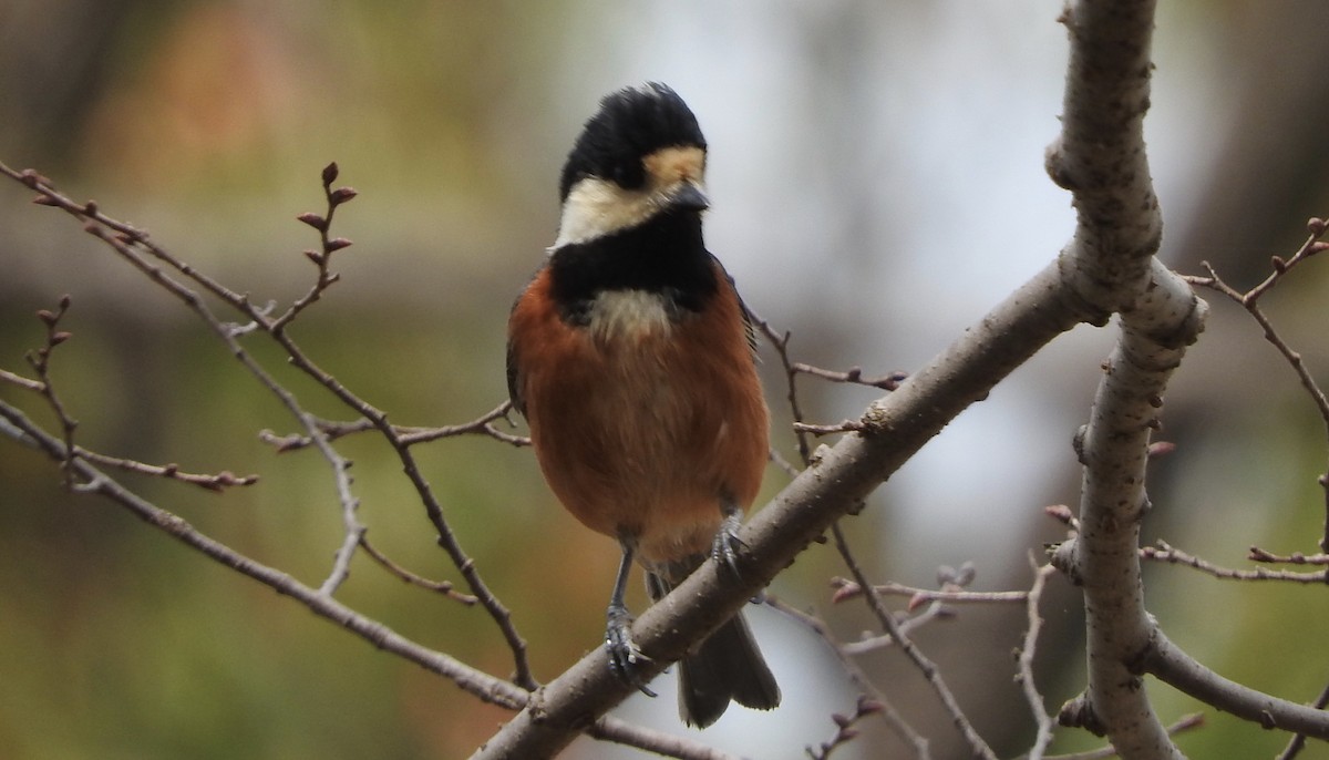 Varied Tit - ML282725871