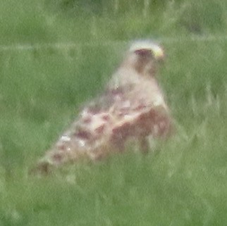 Rough-legged Hawk - ML282727571