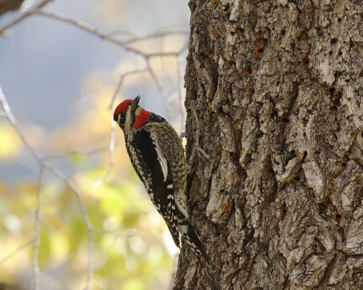 Red-naped Sapsucker - Nicole Desnoyers