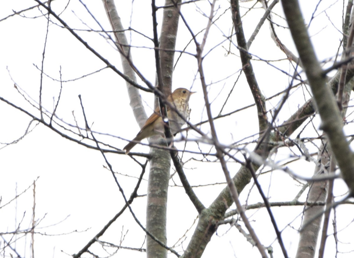 Hermit Thrush - Roxie Easter