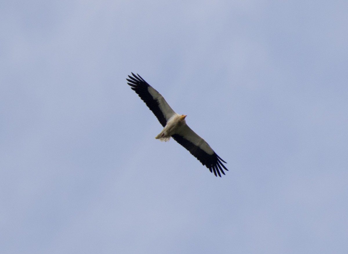 Egyptian Vulture - ML28273131