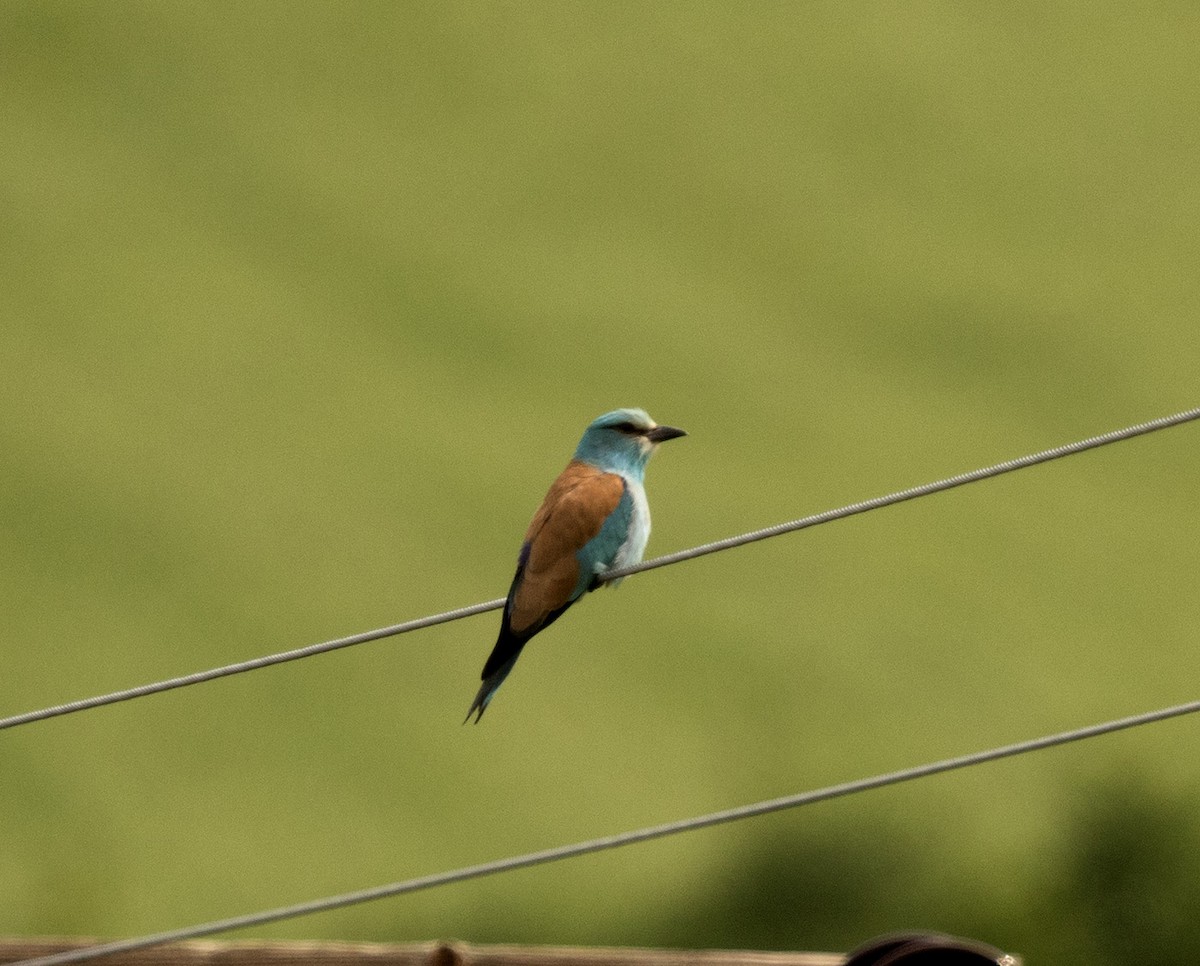 European Roller - ML28273141