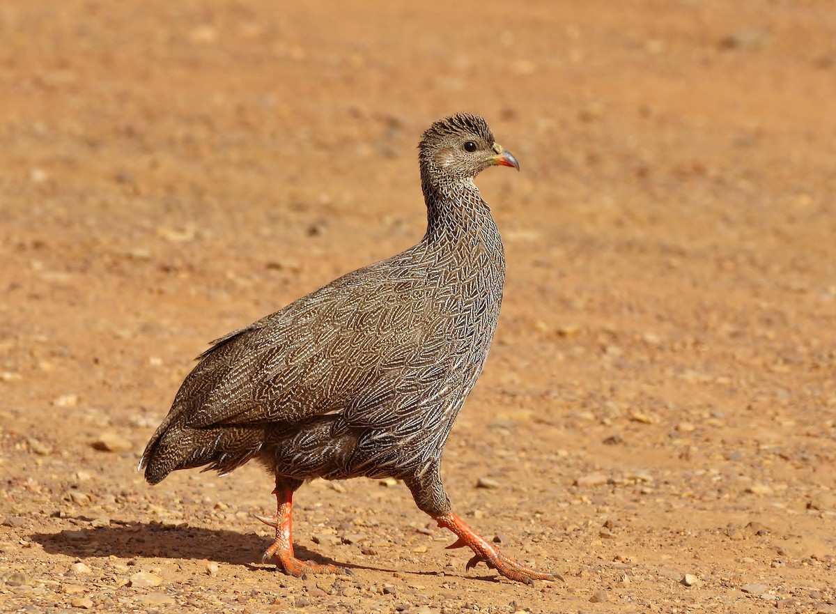 Cape Spurfowl - Thibaud Aronson