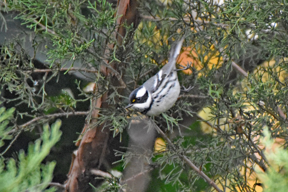 Black-throated Gray Warbler - ML282733041