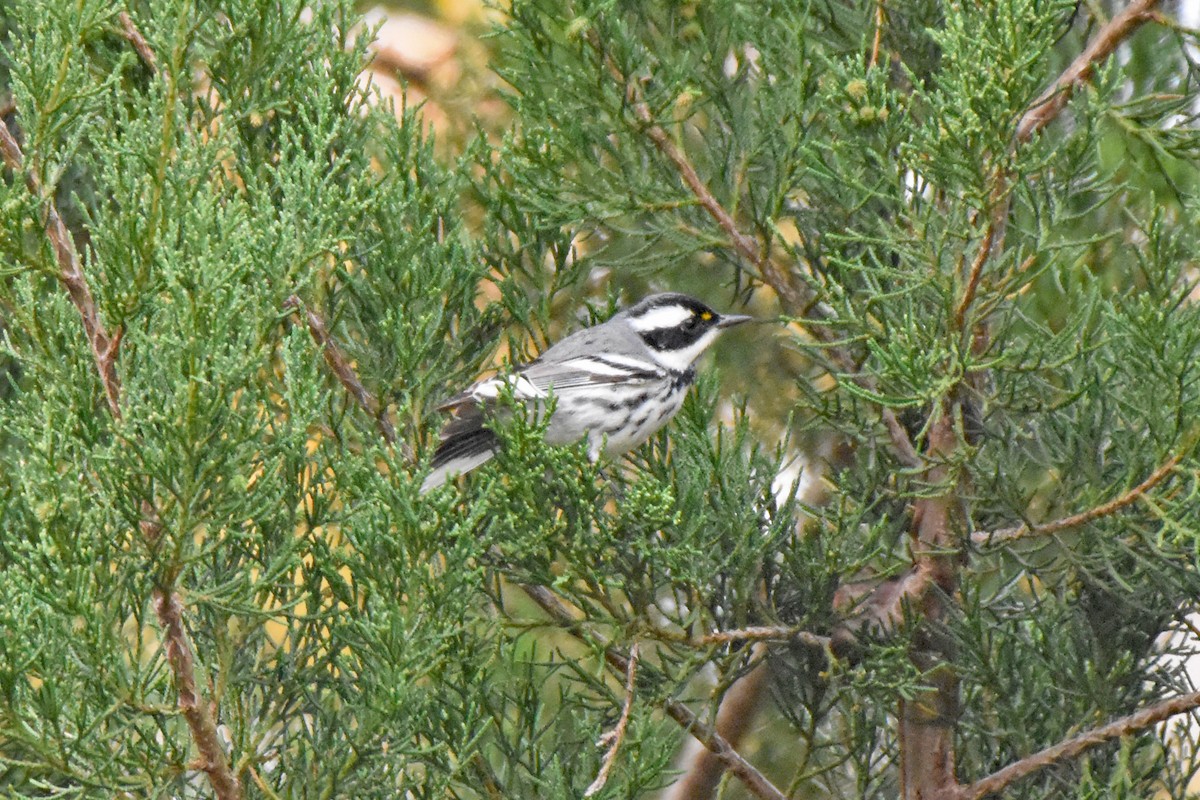 Black-throated Gray Warbler - Pamela Scrima