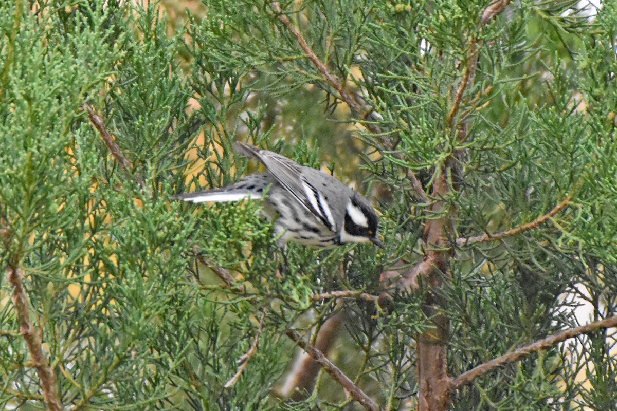 Black-throated Gray Warbler - Pamela Scrima