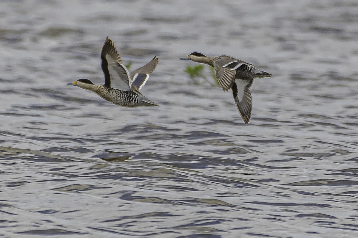 Silver Teal - Amed Hernández