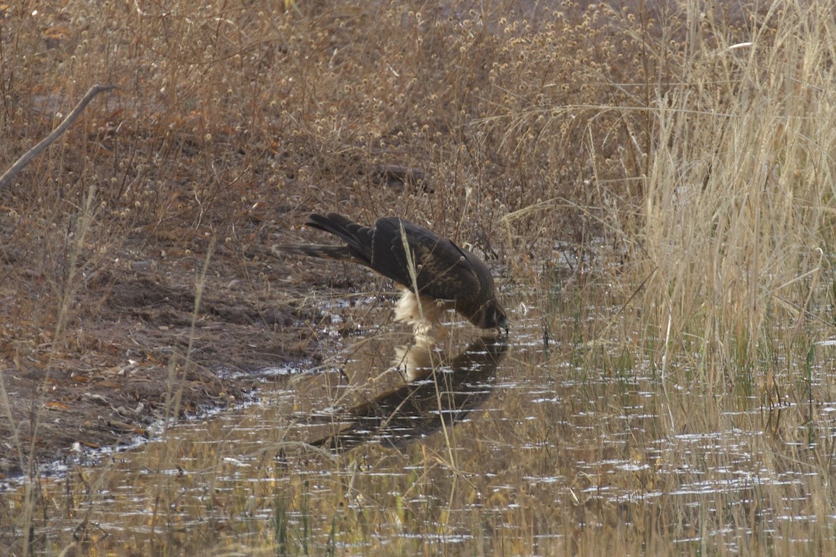 Northern Harrier - ML282737341