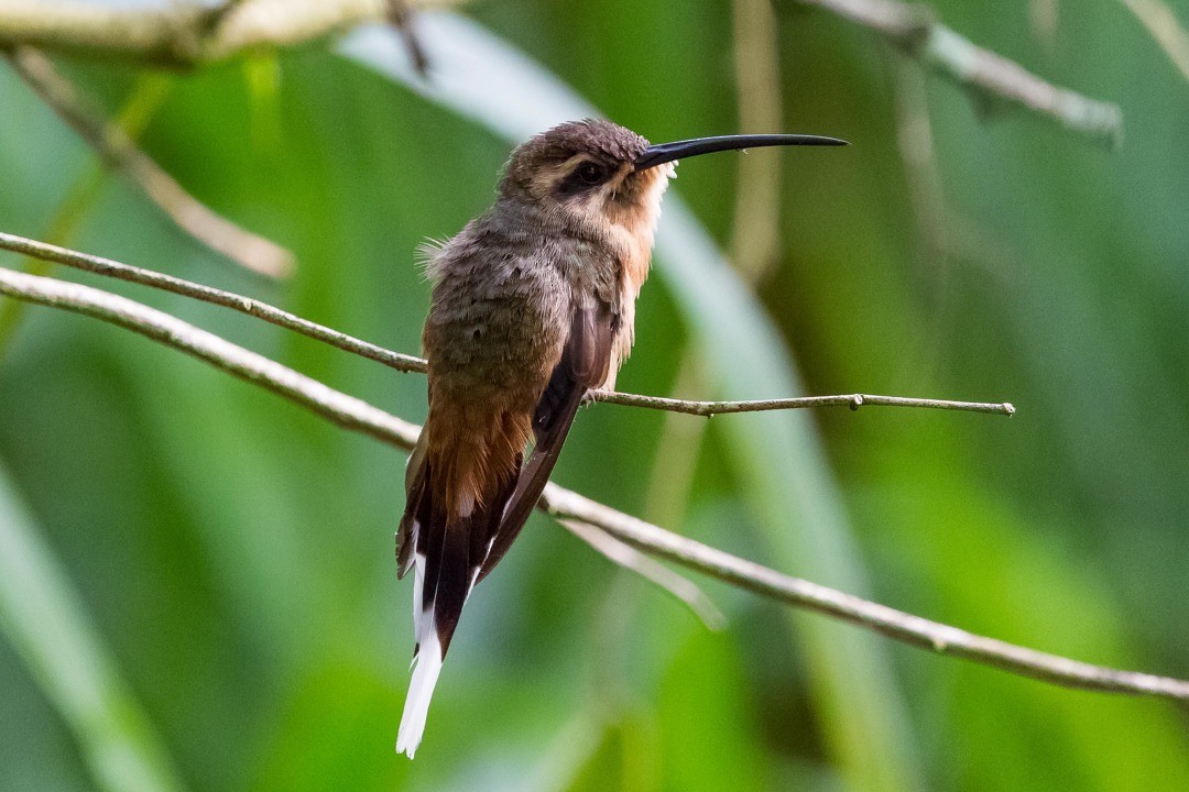 Planalto Hermit - ML282738891