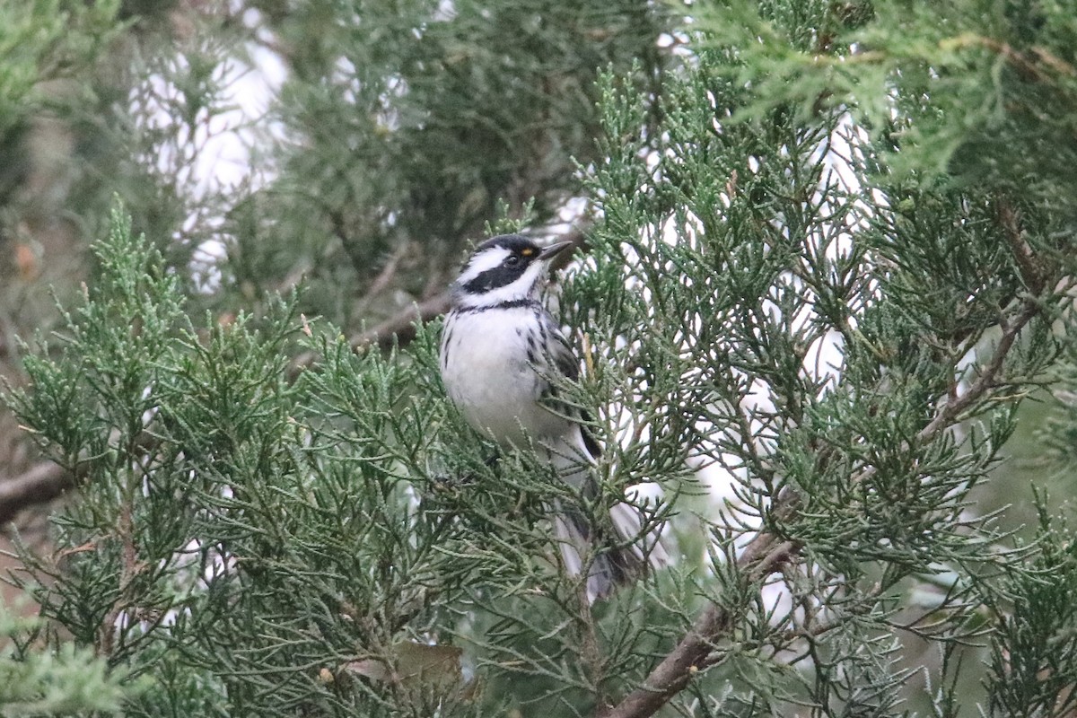 Black-throated Gray Warbler - ML282739091