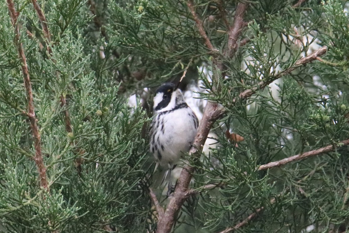 Black-throated Gray Warbler - ML282739111