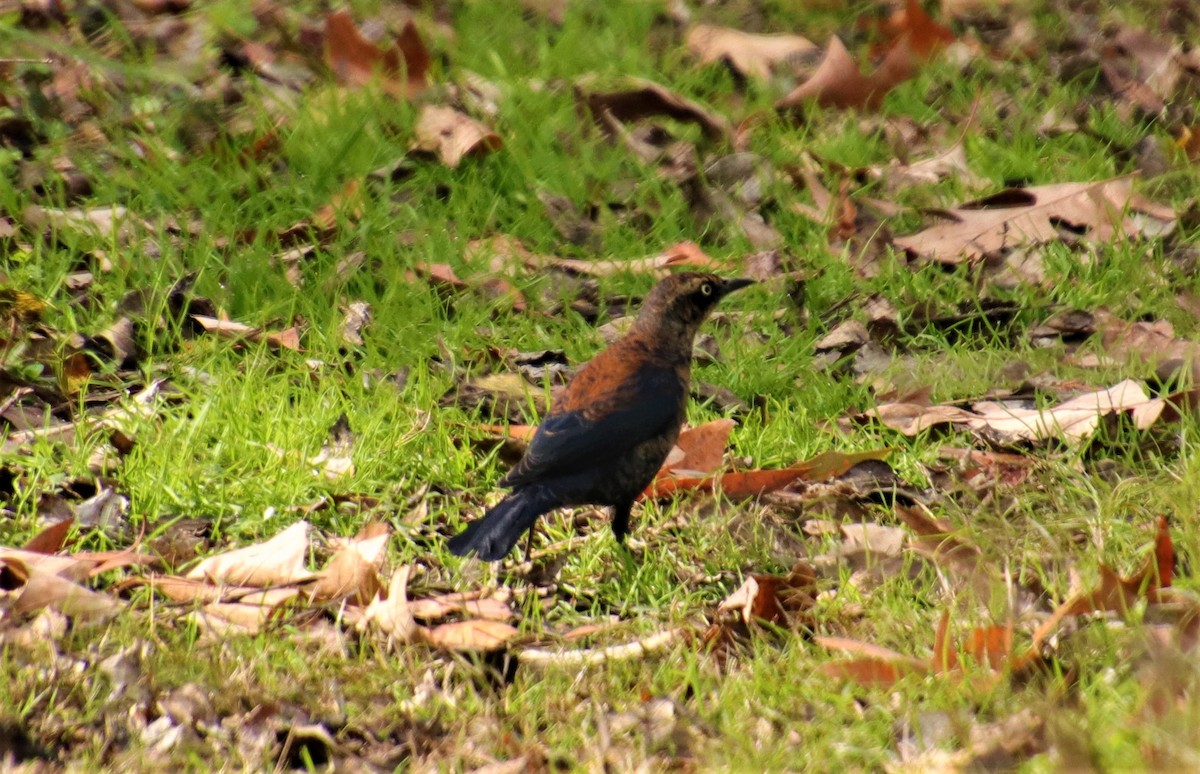 Rusty Blackbird - ML282739141