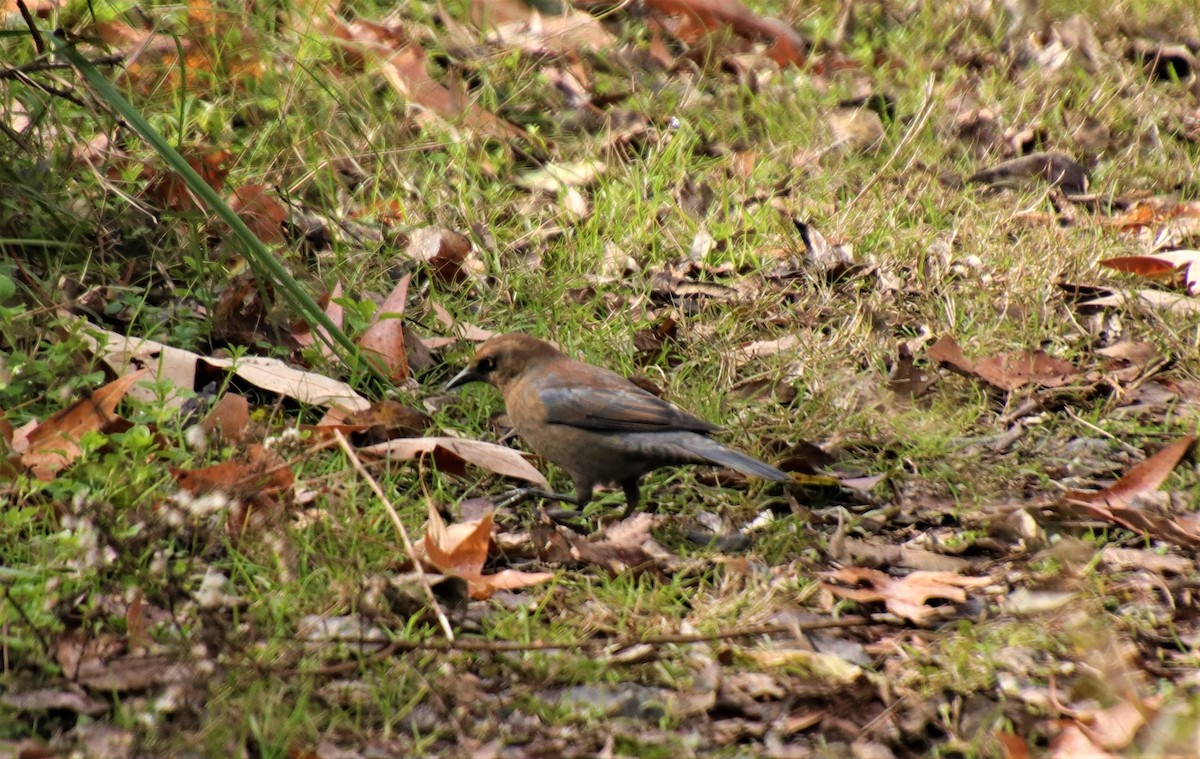 Rusty Blackbird - ML282739151