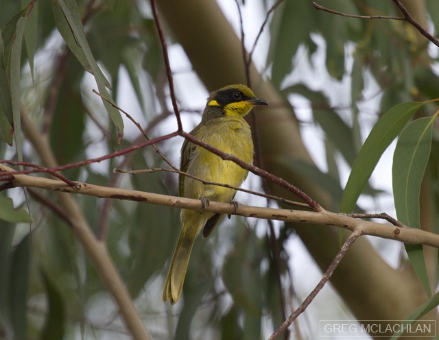 Yellow-tufted Honeyeater - Greg McLachlan