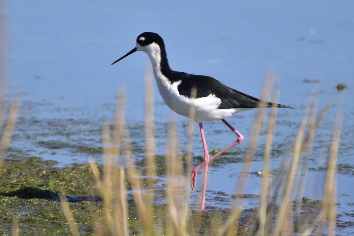 Black-necked Stilt (Black-necked) - ML282740831