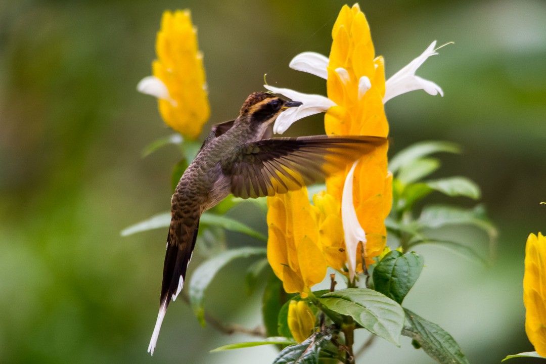 Scale-throated Hermit - LAERTE CARDIM