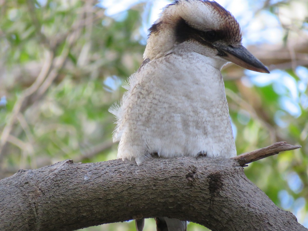 Laughing Kookaburra - ML28274101