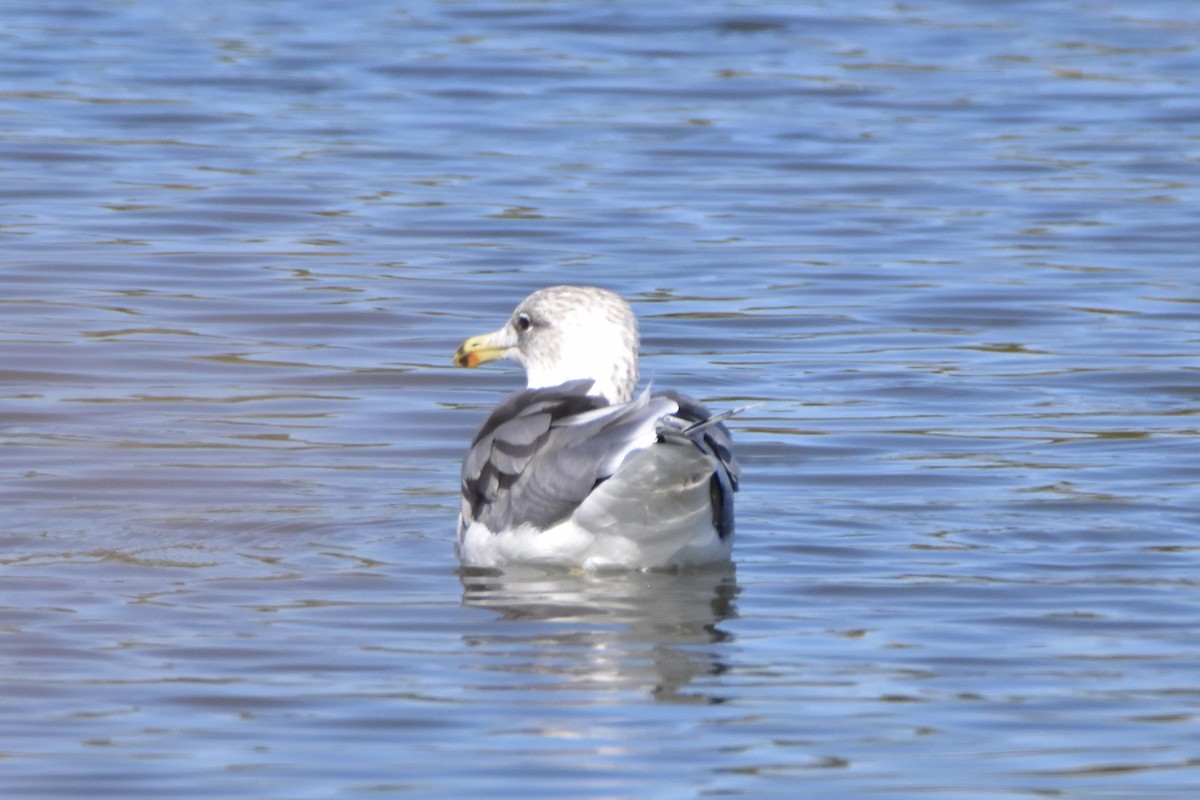 California Gull - ML282741051