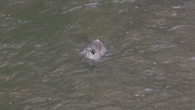 Eastern Spot-billed Duck - ML282742241