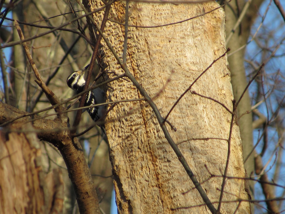 Hairy Woodpecker (Eastern) - Mickey Ryan