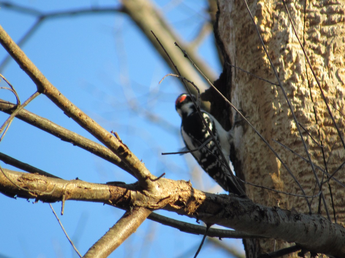 Hairy Woodpecker (Eastern) - Mickey Ryan
