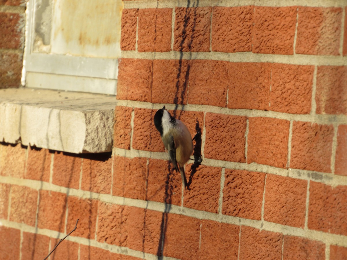 Black-capped Chickadee - Mickey Ryan