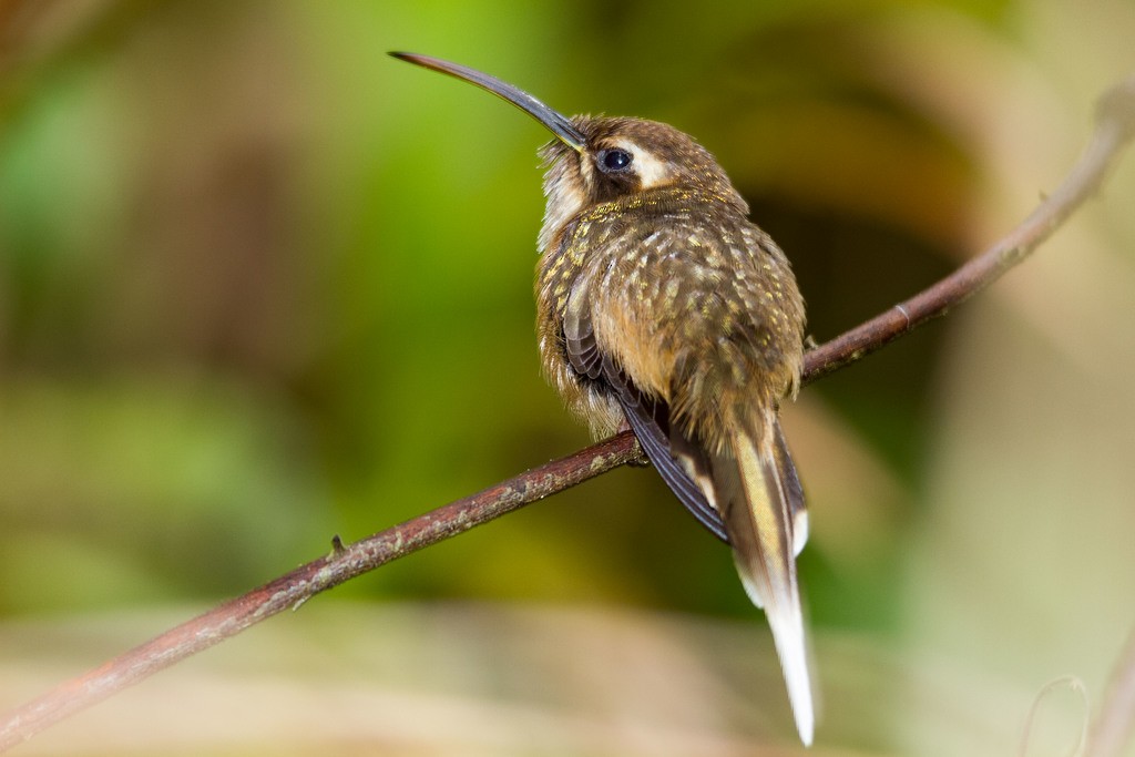 Dusky-throated Hermit - ML282743791