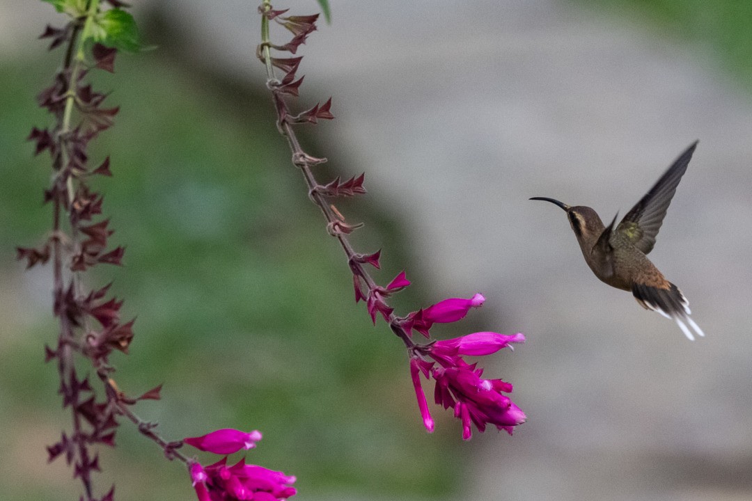 Dusky-throated Hermit - ML282743801