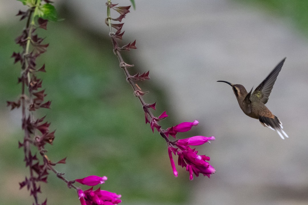 Dusky-throated Hermit - ML282743801