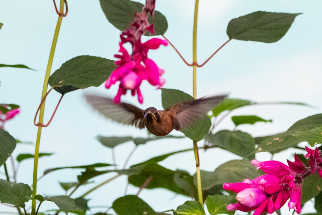 Dusky-throated Hermit - ML282743821