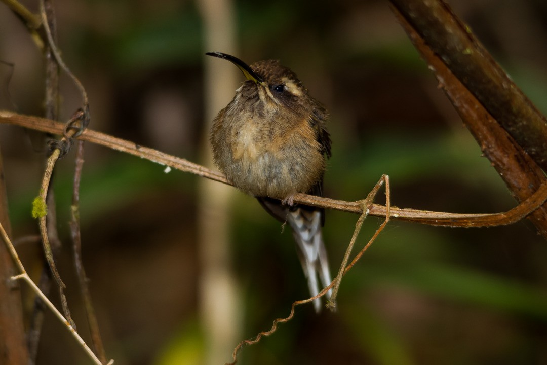 Dunkelkehl-Schattenkolibri - ML282743831