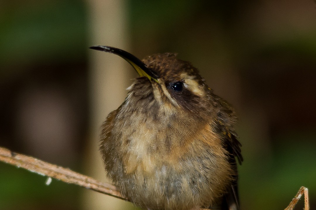 Dusky-throated Hermit - ML282743841