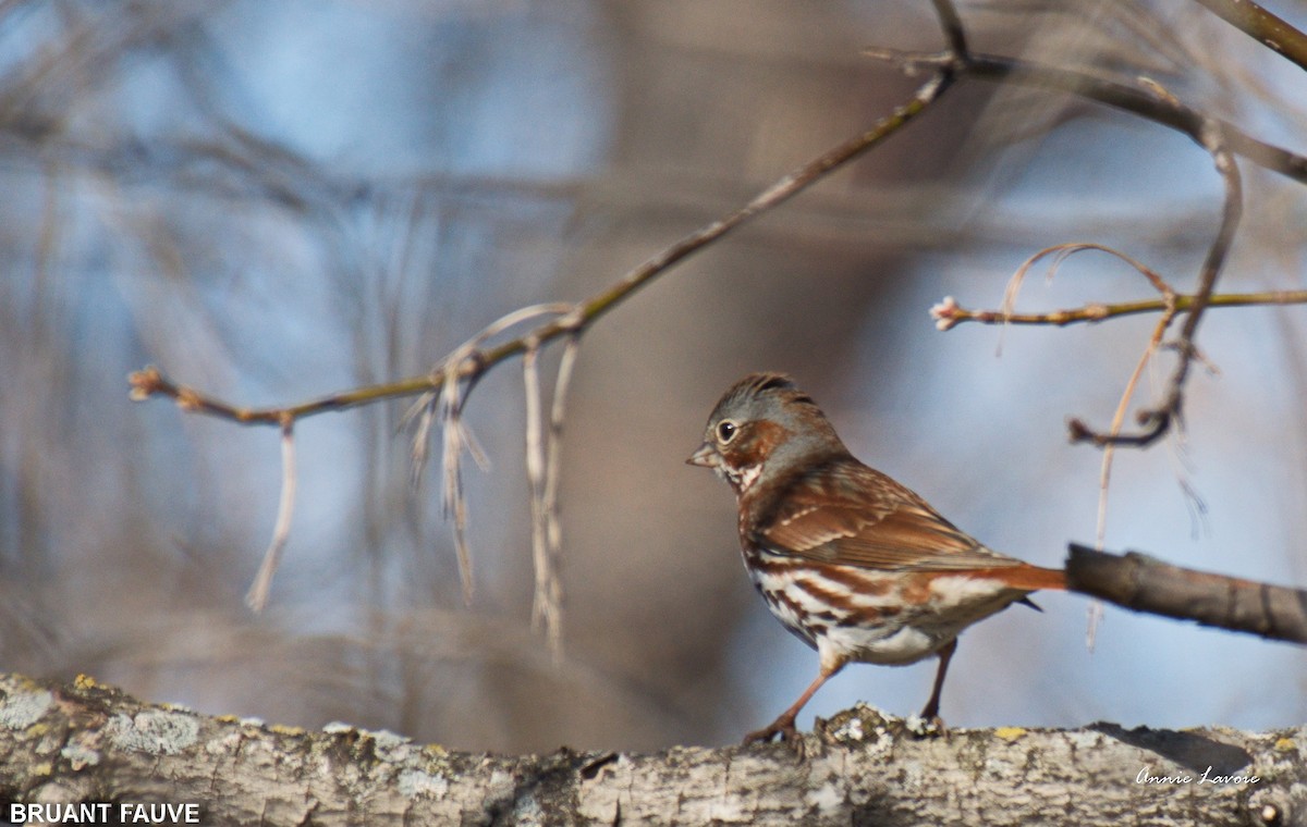 Fox Sparrow - ML28274411