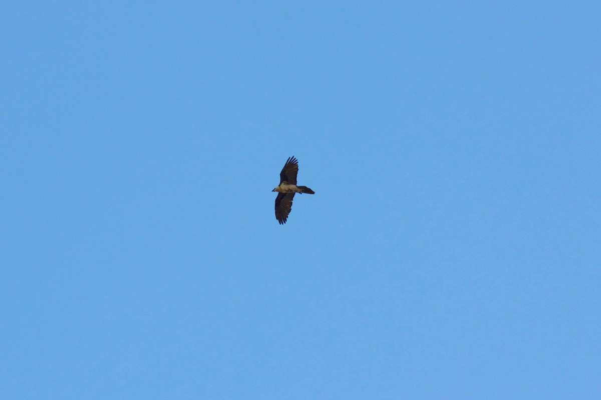Bearded Vulture - ML282745091