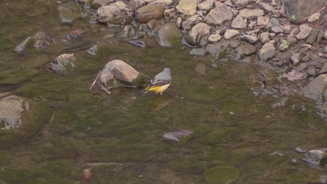 Gray Wagtail - ML282746641