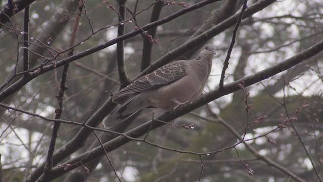 Oriental Turtle-Dove - ML282748791