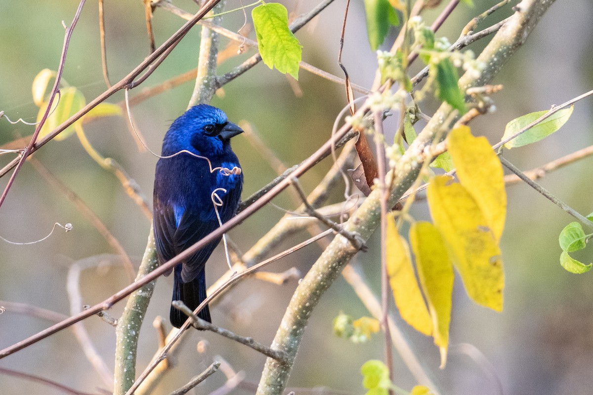 Blue Bunting - ML282749621