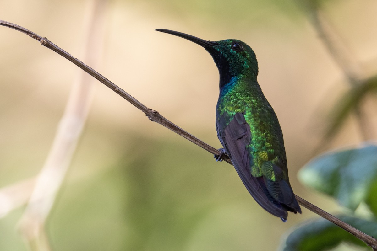 Green-breasted Mango - ML282749651