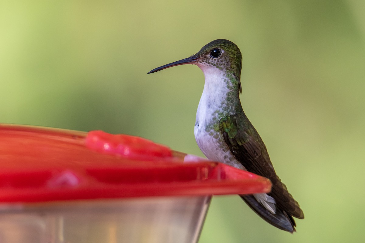 White-bellied Emerald - ML282749681