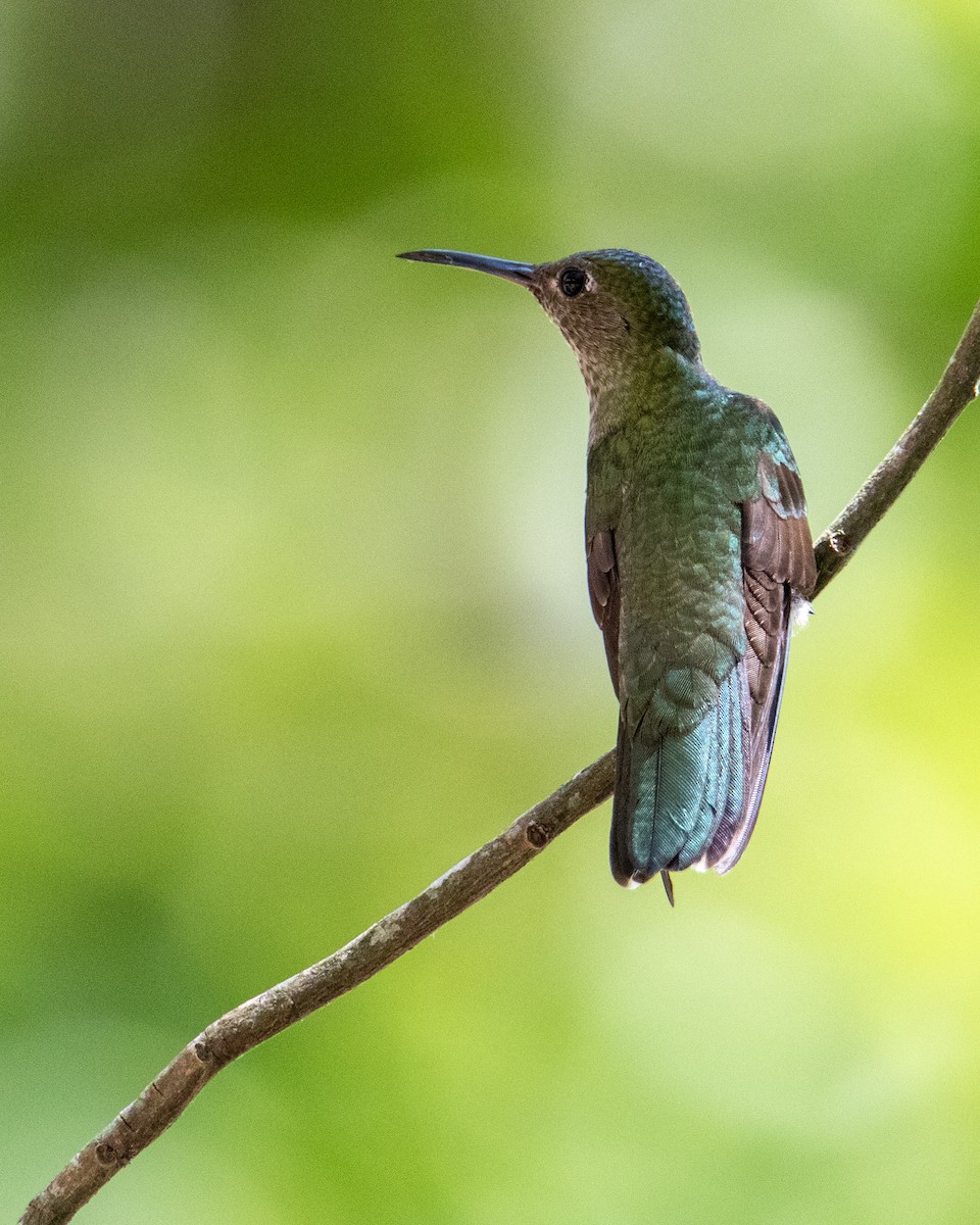 kolibřík skvrnitoprsý - ML282750761
