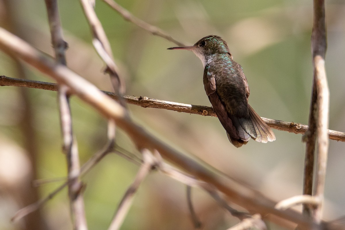 White-bellied Emerald - ML282750801